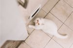 Step-by-Step Guide: How to Install a Cat Flap in Double Glazing?