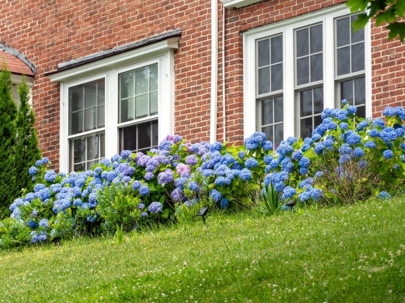 double hung windows Kirribilli