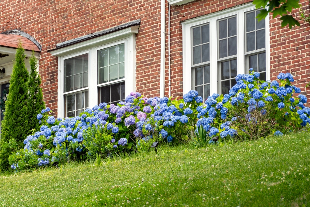 double hung windows Kirribilli
